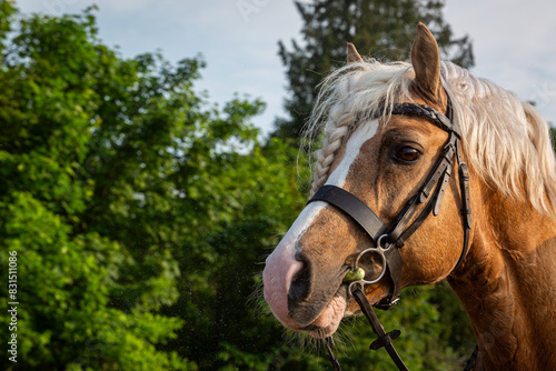 Palomino section C Welsh cob stallion close up portrait, Image shows a young beautiful stallion outside on a warm spring morning about to be ridden on a hack at a small farm in Surrey photo