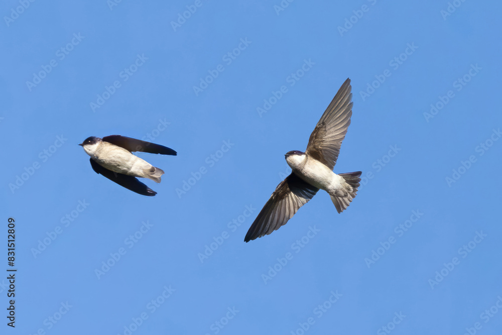 Fototapeta premium 青空を背景に飛翔するイワツバメ