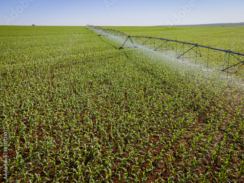 Vista aérea de plantação de milho com pivô de irrigação funcionando