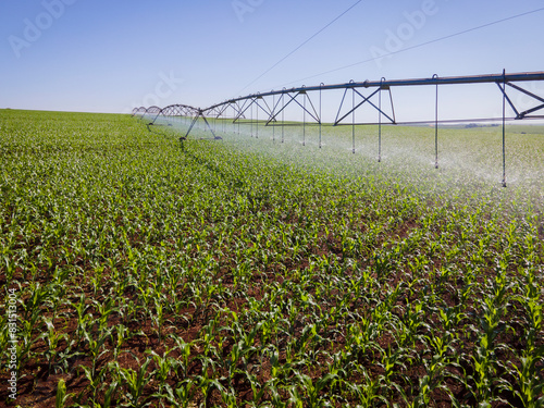 Pivô  de irrigação em lavoura de milho