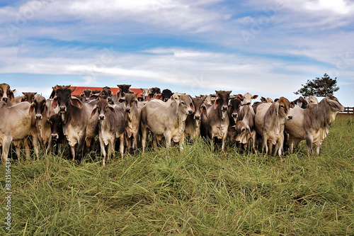 Gado Guzera em pasto verde