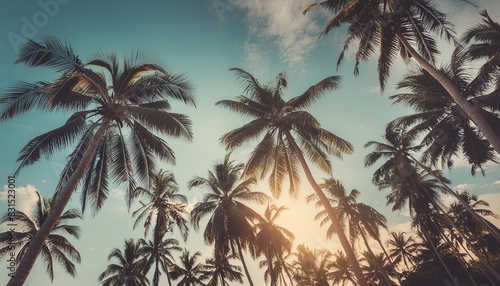 coconut trees © joesph
