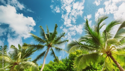 green palm trees against blue sky and white clouds tropical jungle forest with bright blue sky panoramic nature banner idyllic natural landscape looking up low point of view summer traveling