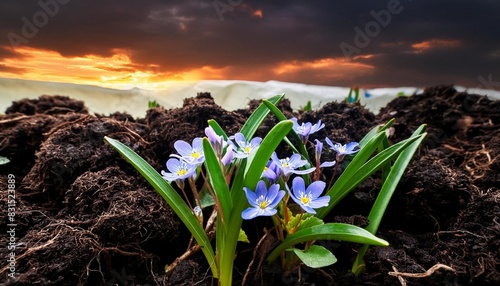 spring flower sprouts on cow manure photo