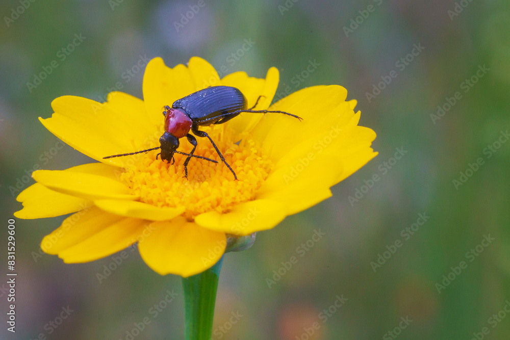 Melyridae insect feeding on yellow daisy, multicaule chrysanthemum. Melyridae insect feeding on yellow daisy, multicaule chrysanthemum.