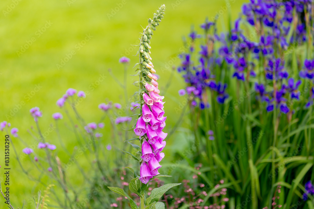 Obraz premium Selective focus of purple pink Digitalis purpurea (Lady's glove) flower with green grass meadow as background, The common foxglove is a species of flowering plant in the plantain family Plantaginaceae