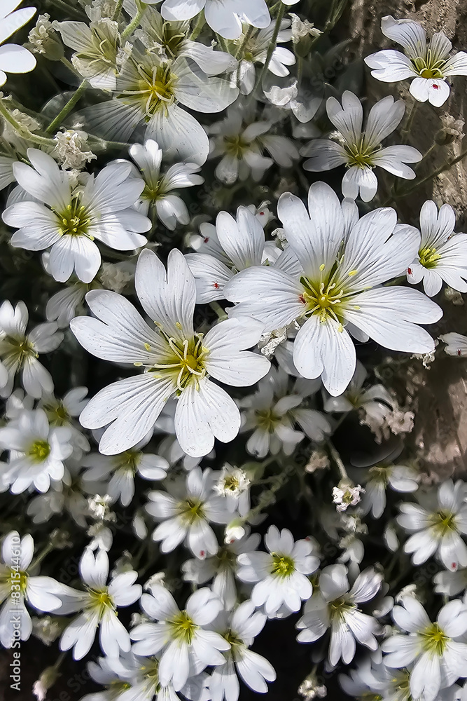 Fototapeta premium a bunch of white flowers that are outside