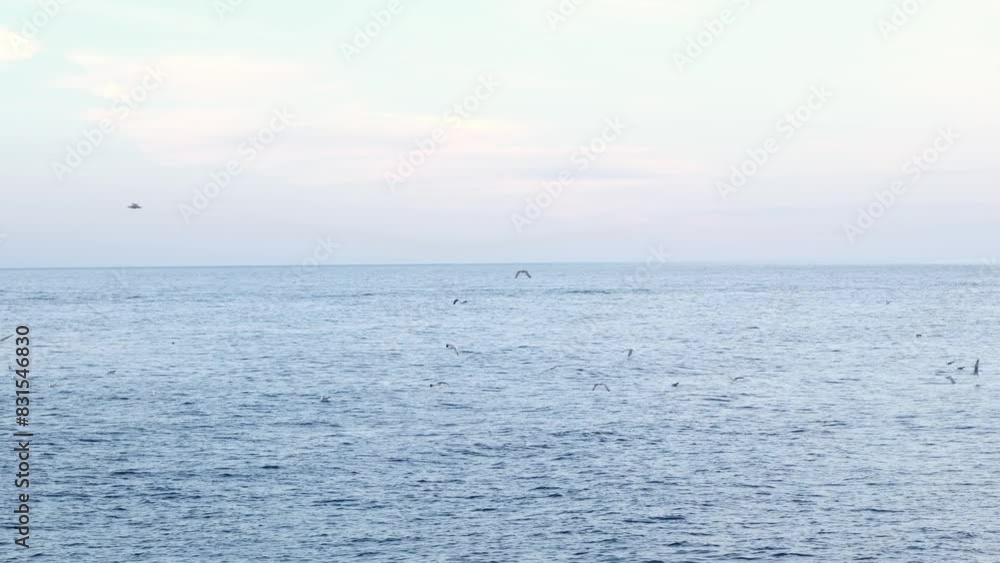 Flock seagulls flying around sea. Many seagulls flying. Flock seagulls flying around sea. Many seagulls flying.