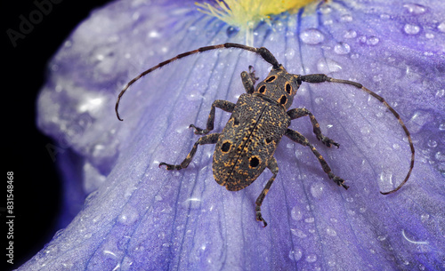 longhorned beetle on a flower in drops of dew. selective focus photo