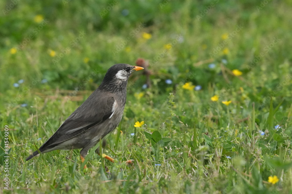 starling in a field