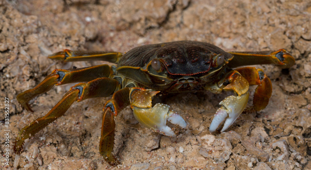 Grapsus albolineatus is a species of decapod crustacean in the family Grapsidae. Crab, on a reef rock. Fauna of the Sinai Peninsula. Grapsus albolineatus is a species of decapod crustacean in the family Grapsidae. Crab, on a reef rock. Fauna of the Sinai Peninsula.