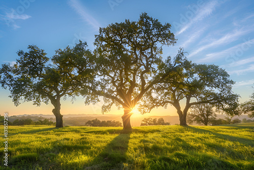 Oak trees at sunrise