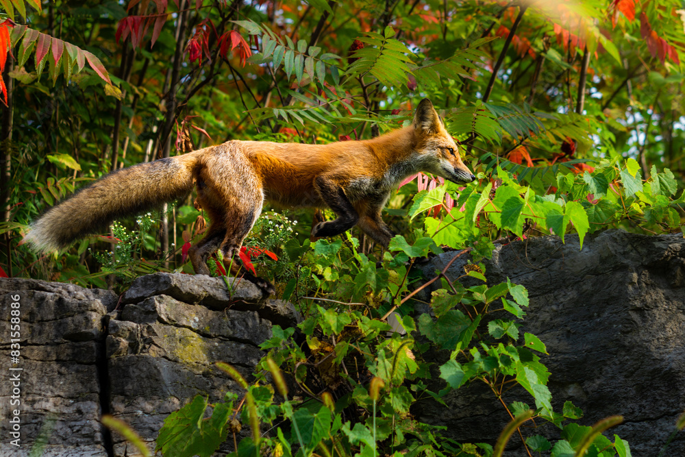 Fototapeta premium fox