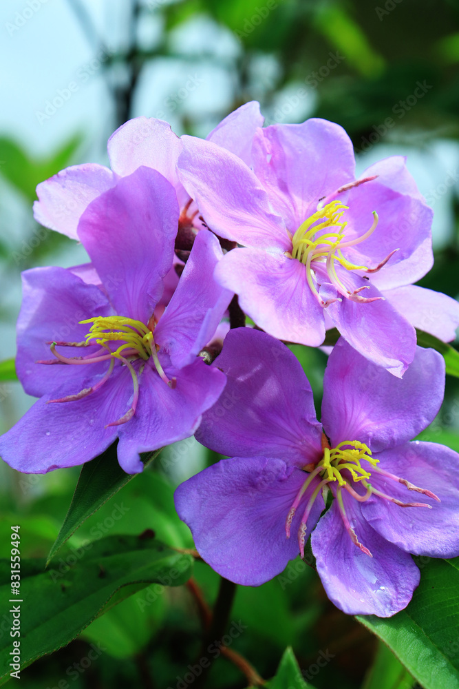Melastoma affine flower. Blooming Purple Flowers in the morning. Melastoma affine flower. Blooming Purple Flowers in the morning.