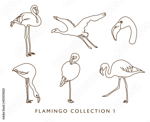 Flamingo Outline Illustrations in Various Poses 1