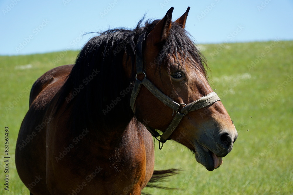 Horse - close-up on head, grass in background Horse - close-up on head, grass in background
