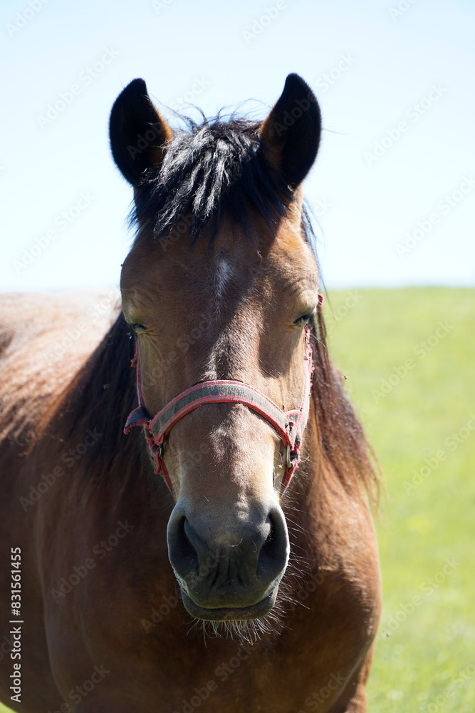Obraz premium Horse - close-up on head - vertical photograph