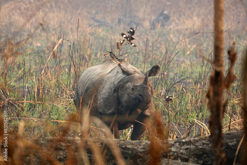 Wallpaper Mural Indian rhinoceros in the forest in Chitwan National Park, Nepal Torontodigital.ca