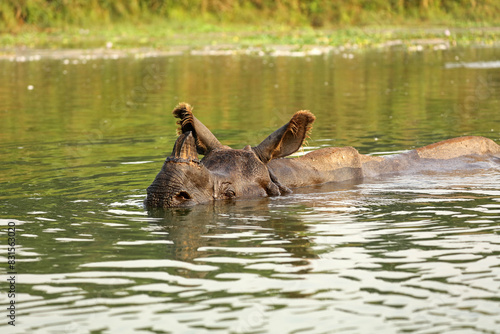 Indian rhinoceros swimming in the river, Chitwan National Park, Nepal © bayazed