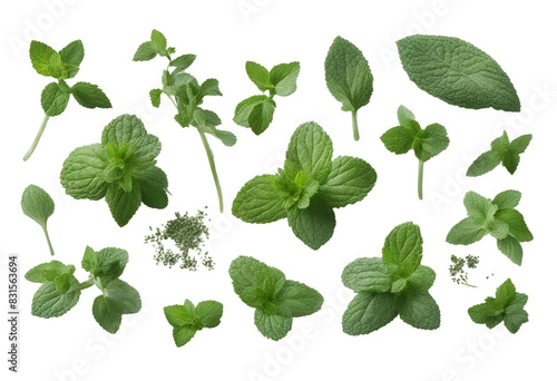 Set of healthy herbs elements Fresh mint isolated on transparent background Various sizes