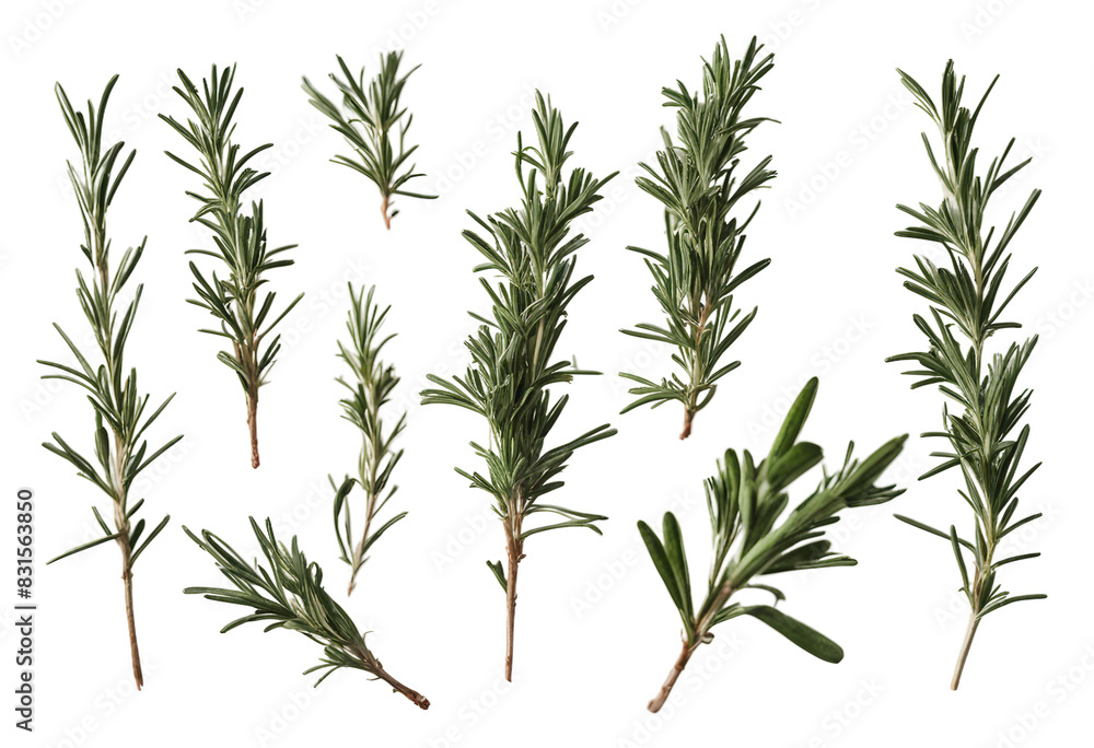Obraz premium Set of healthy herbs elements Fresh rosemary isolated on transparent background