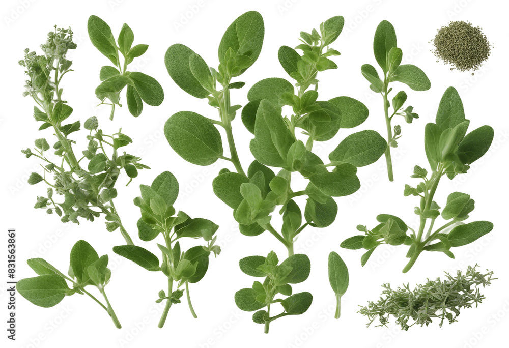 Set of healthy herbs elements Fresh oregano isolated on transparent background Set of healthy herbs elements Fresh oregano isolated on transparent background