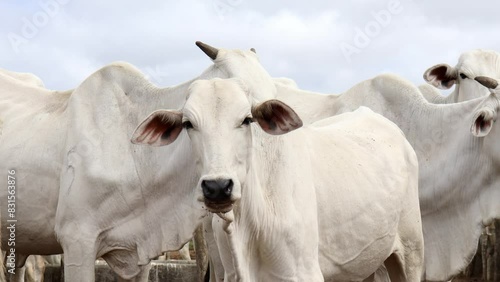 Wallpaper Mural super close in nelore ox in the corral
 Torontodigital.ca