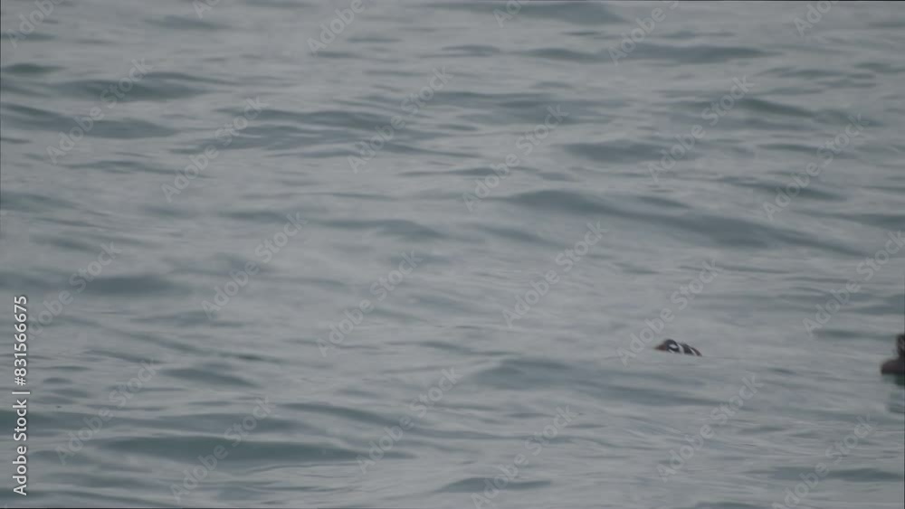 A pair of harlequin duck floating on the waves A pair of harlequin duck floating on the waves