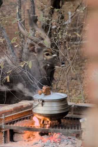 Nyala next to potjiekos photo