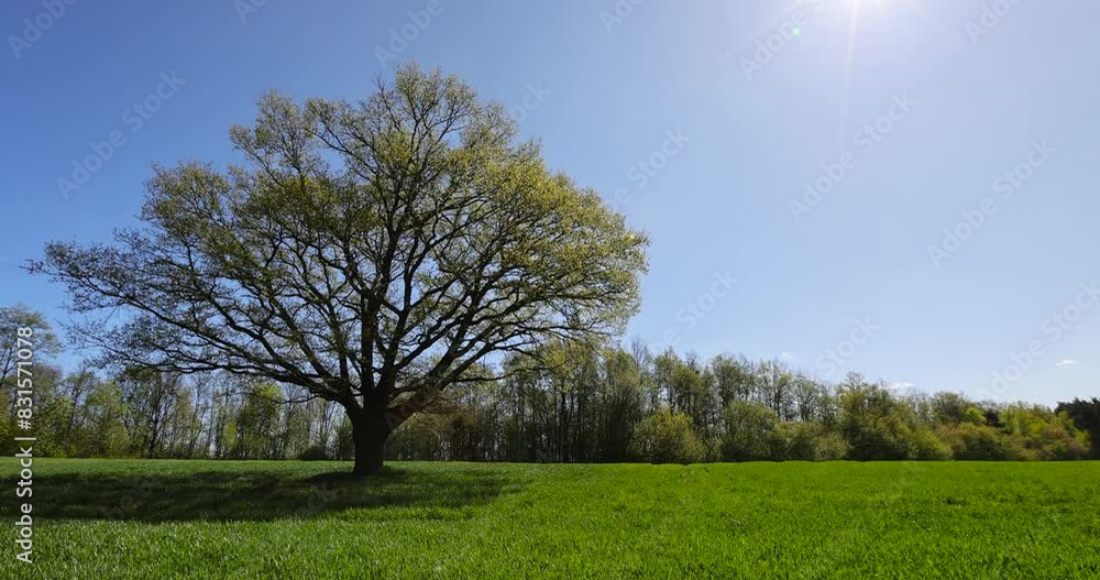 an old tall oak with young foliage, the first foliage on an oak growing in a field with green wheat grass an old tall oak with young foliage, the first foliage on an oak growing in a field with green wheat grass