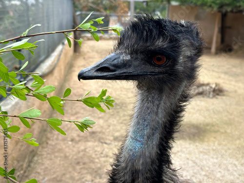 Emu (lat.-Dromaius novaehollandiae) is a species of flightless bird photo