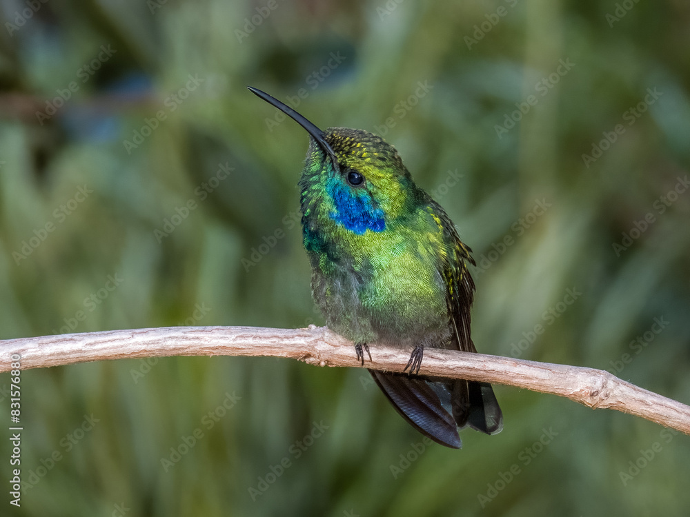 Lesser Violetear Colibri cyanotus in Costa Rica Lesser Violetear Colibri cyanotus in Costa Rica