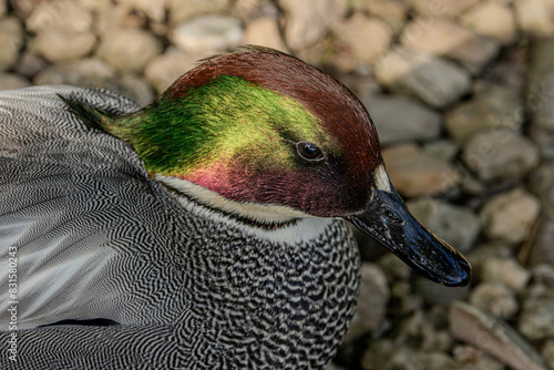 Falcated duck from south East Asia.