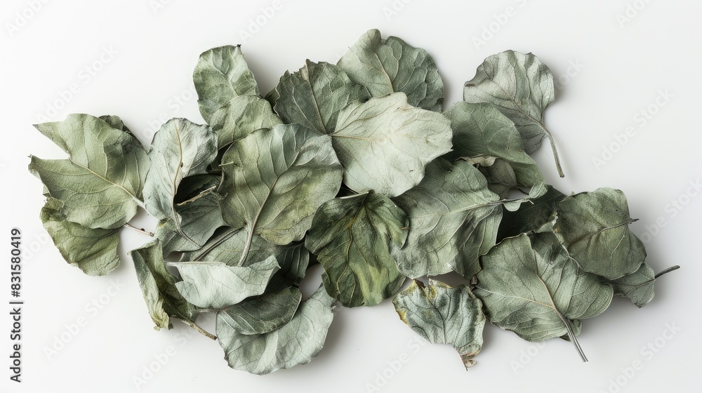 Obraz premium Jiaogulan dry leaves on a white background