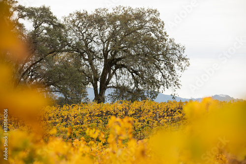 Grape vineyard in autumn fall colors on a cloudy day in Ukiah, California, USA. photo