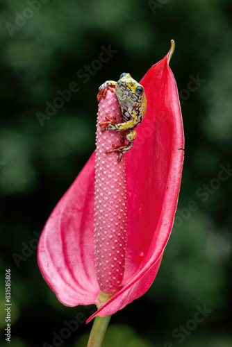 Painted Reed Frog or Spotted Tree Frog perched on anthurium flower. photo