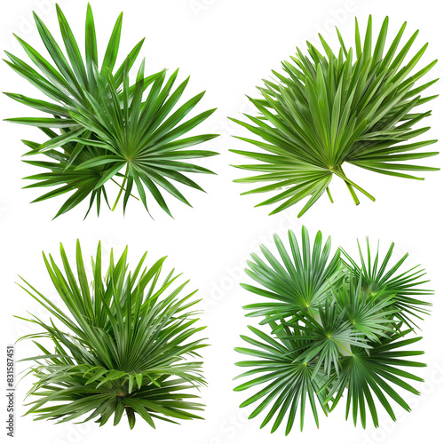 Photo of Saw Palmetto herb, America herb, isolated on transparent background