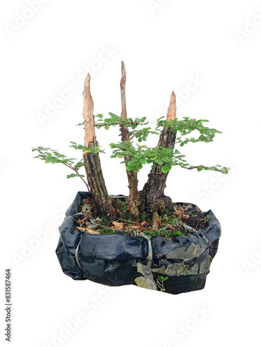 Phyllodium pulchellum in ceramic pots used to create bonsai.