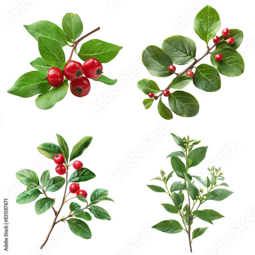 Photo of Wintergreen herb, America herb, isolated on transparent background