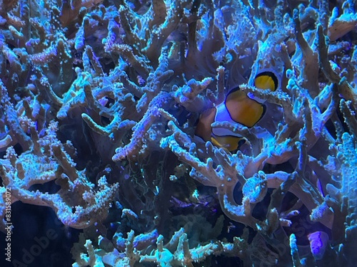 Obraz na płótnie coral reef with nemo