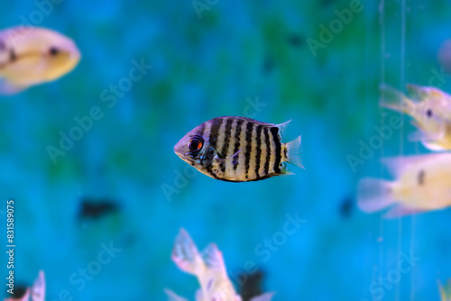 Banded cichlid fish - Heros efasciatus