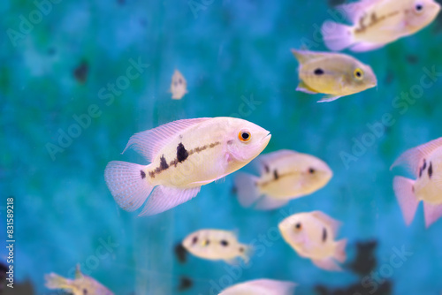 Fototapeta Naklejka Na Ścianę i Meble -  The emerald cichlid fish - (Hypselecara temporalis)
