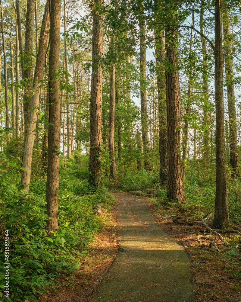 Woodland scene on the Marsh Edge Trail at Blackwater National Wildlife Refuge, Maryland