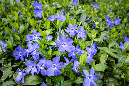 Quadro su tela Blue blooms of vinca minor flowers on groundcover vines with fresh green leaves,