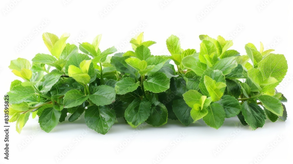 Photo of Huckleberry Leaves - Vaccinium spp. position center isolate on white background, clear focus, soft lighting Photo of Huckleberry Leaves - Vaccinium spp. position center isolate on white background, clear focus, soft lighting