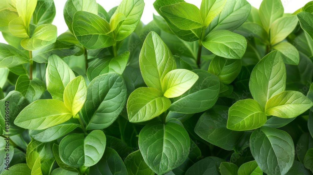 Photo of Hypericum Leaves - Hypericum spp. position center isolate on white background, clear focus, soft lighting Photo of Hypericum Leaves - Hypericum spp. position center isolate on white background, clear focus, soft lighting