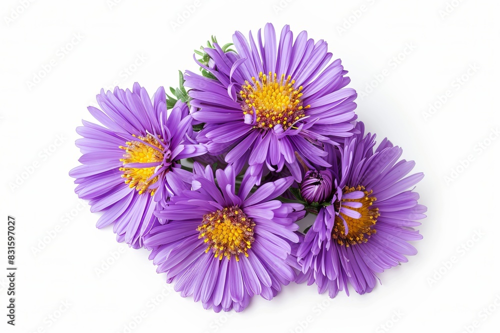 Purple Aster Isolated on White Background. Beautiful Aster Flower Purple Aster Isolated on White Background. Beautiful Aster Flower