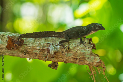 anolis crestado o abaniquillo crestado photo