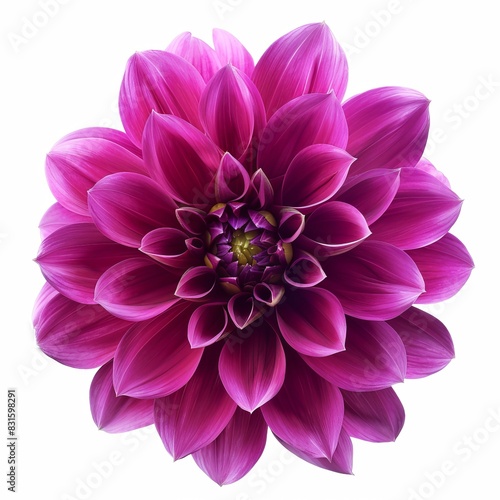 Purple Dahlia Isolated on White Background. Beautiful Dahlia Flower