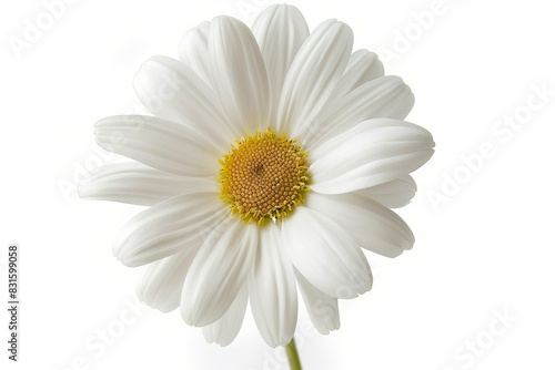 White Daisy Isolated on White Background. Beautiful Daisy Flower